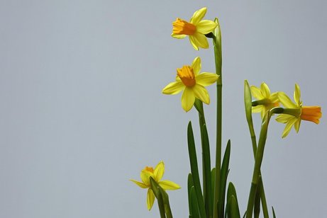 Pflanzen: Bl&uuml;hende Osterglocken