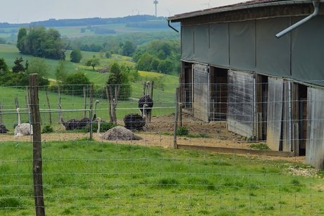 Eingezaunte Weide aus der Ferne mit mehreren Vogelstraußen, links und einer Stallung, rechts