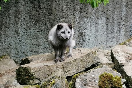 Wildtierpark in Bad Mergentheim