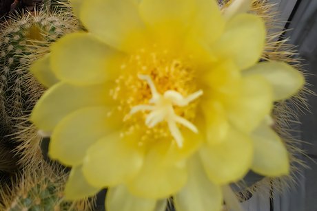 Eine außergewöhnlich schöne Kaktusblüte