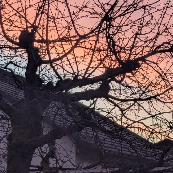 Baum mit rotem Hintergrund