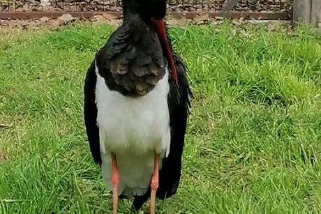 Wildtierpark in Bad Mergentheim