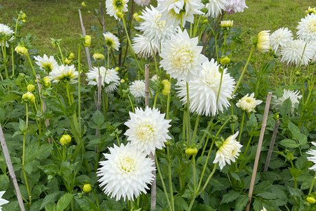blühende Dahlien