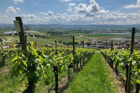 Aussicht vom Weinberg Himmelreich