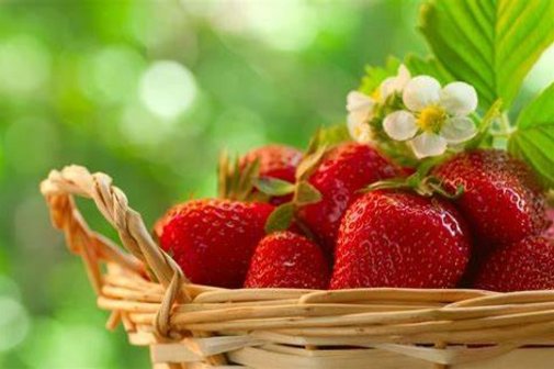 Erdbeeren