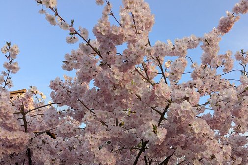 Kirschblüten