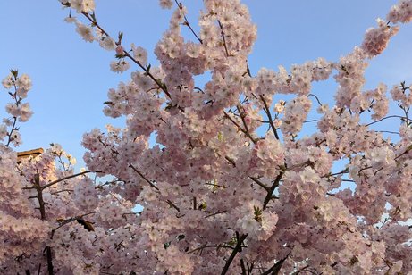 Kirschblüten