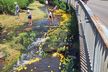 Huiiiii und los geht's !!! Enten schwimmen über Steine im Bach