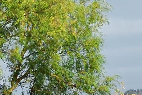 Herbstlaub noch auf den Bäumen
