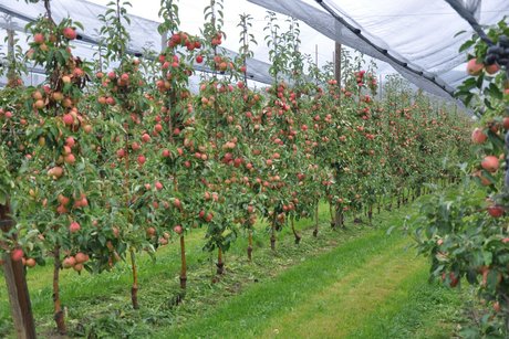 Apfelplanbau unter Hagelnetzen