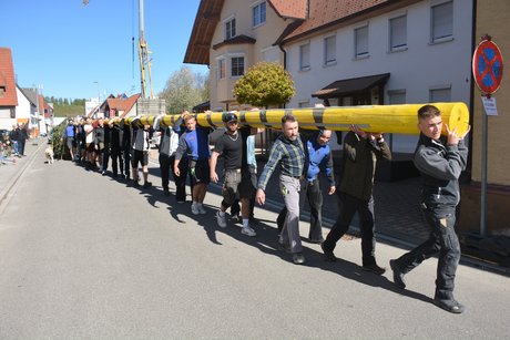 Der Maibaum wird zum Rathaus getragen