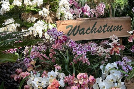 weitere Orchideen