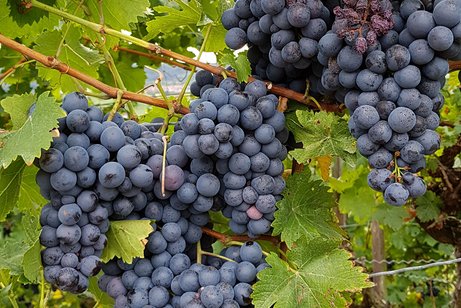 Weinwanderung