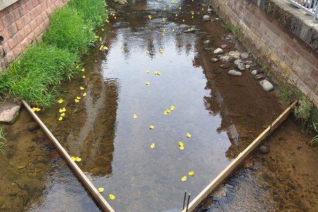 Enten im Zielbereich werden durch ein Rohr geleitet