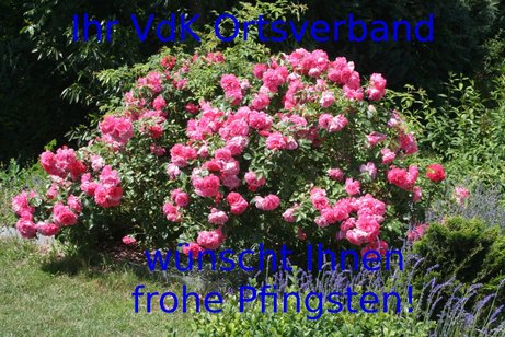 Pfingsrosen mit Gruß
