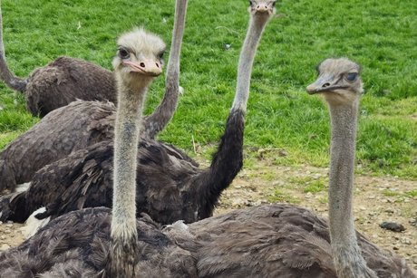 Fünf Vogelstrauße, die auf dem Boden sitzen und ihre Köpfe nach oben strecken, teilweise mit Blick zur Kamera