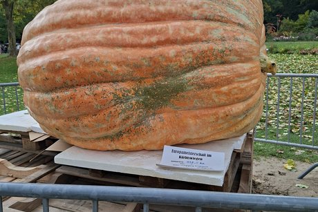 gr&ouml;&szlig;ter und schwerster K&uuml;rbis hat 1. Preis bekommen