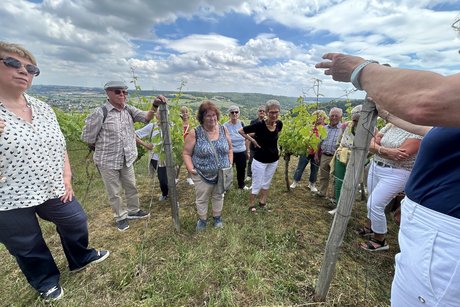 In den Markelsheimer Weinbergen.
