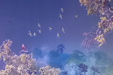 Zwei Bäume mit blauem Himmel dazwischen, in dem mehrere Vögel fliegen.
