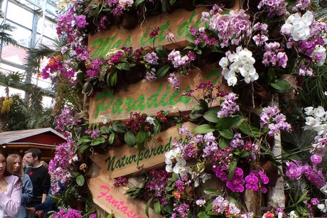 Wundersch&ouml;ne Orchideen