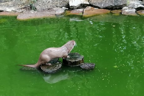Wildtierpark in Bad Mergentheim
