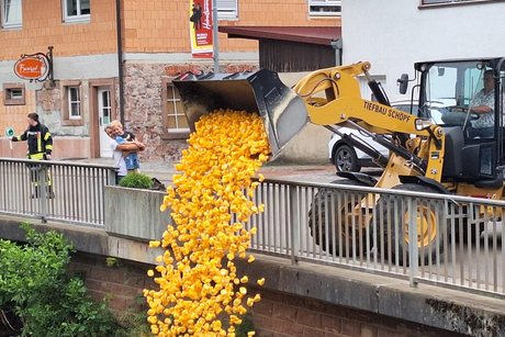 Enten werden mit einer Radladerschaufel in den Bach gekippt