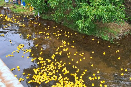 Viele Enten im Bach unterwegs
