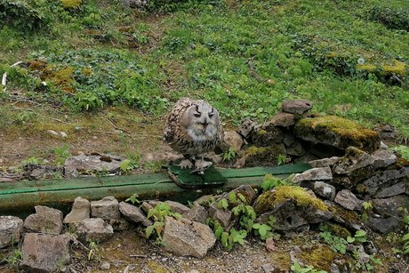 Wildtierpark in Bad Mergentheim