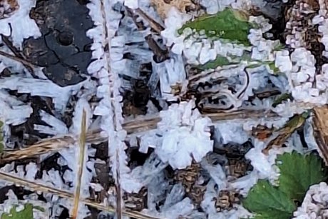 Interessantes Bild von Pflanzen mit Raureif