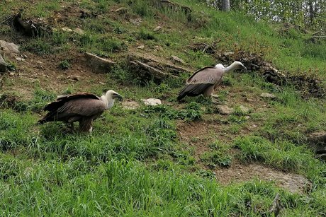 Wildtierpark in Bad Mergentheim