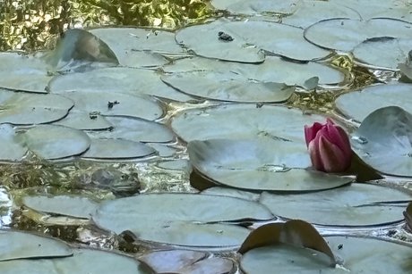 Ausflug Tübingen Seerosenteich mit Frosch