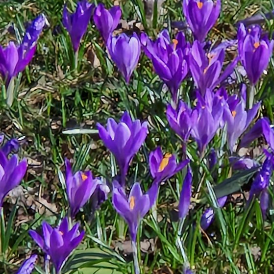 Krokusse Lila blühende Krokusse auf einer Wiese