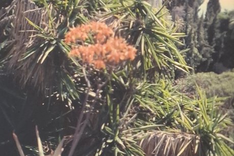 Kakteengarten N&auml;he Monaco