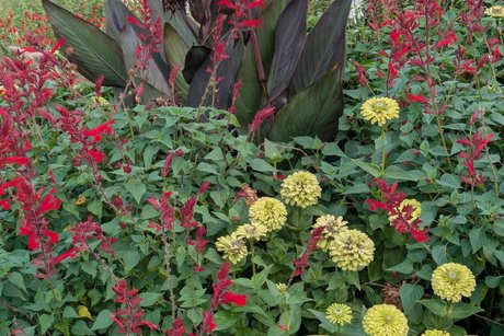 Blumen Blumenpracht