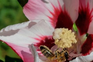 Garteneibisch mit Biene beim Nektarsammeln