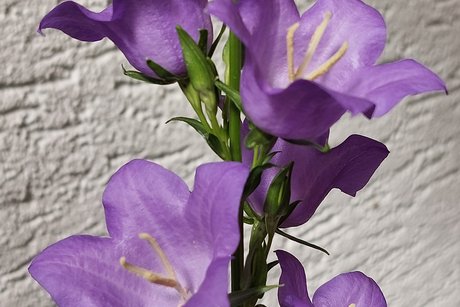 Eine blühende Glockenblume