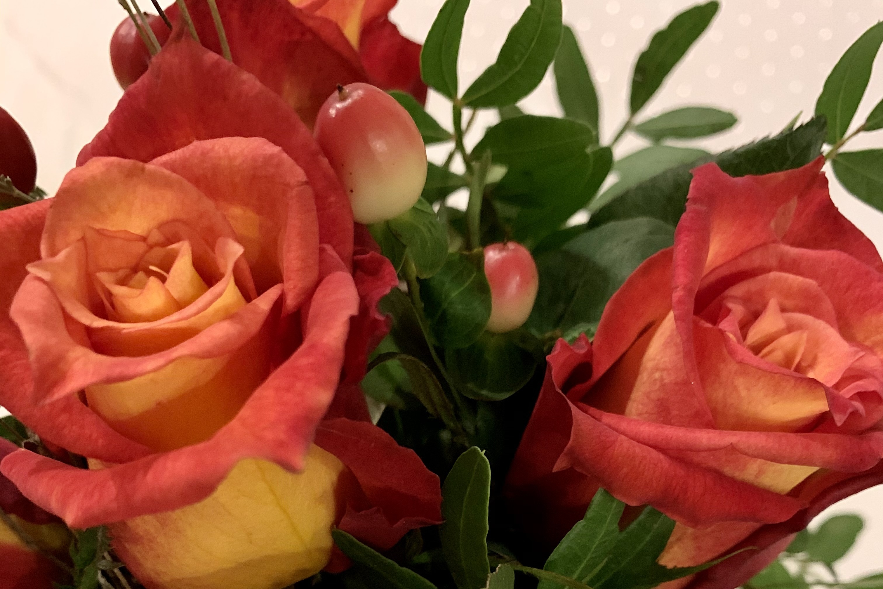 Auf dem Foto sieht man einige rote Rosenk&ouml;pfe