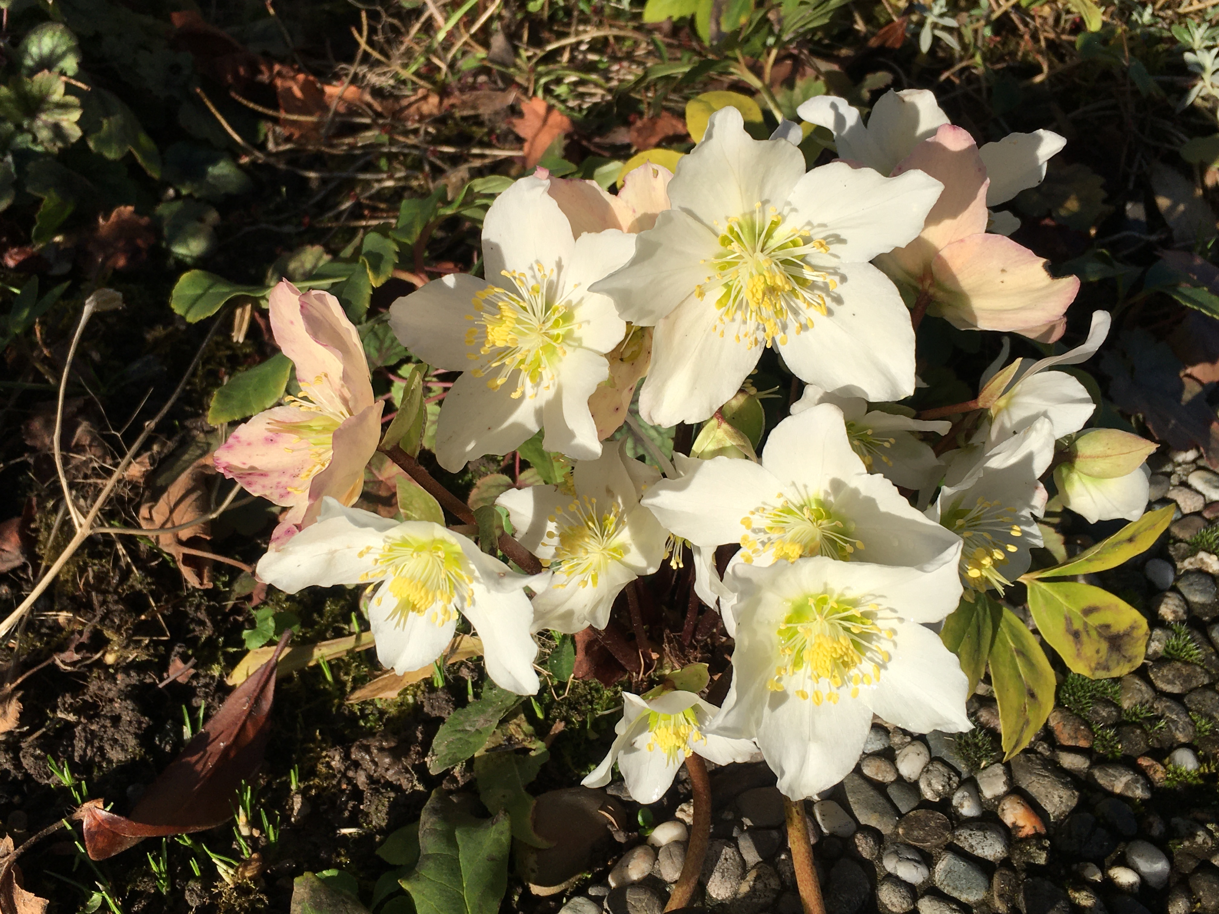 Christrosen widerstehen Schnee und Kälte