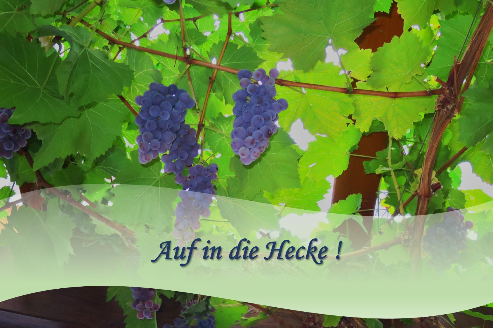 Rot-Weintrauben am Stock mit Einladung zur Kostung im Weingut