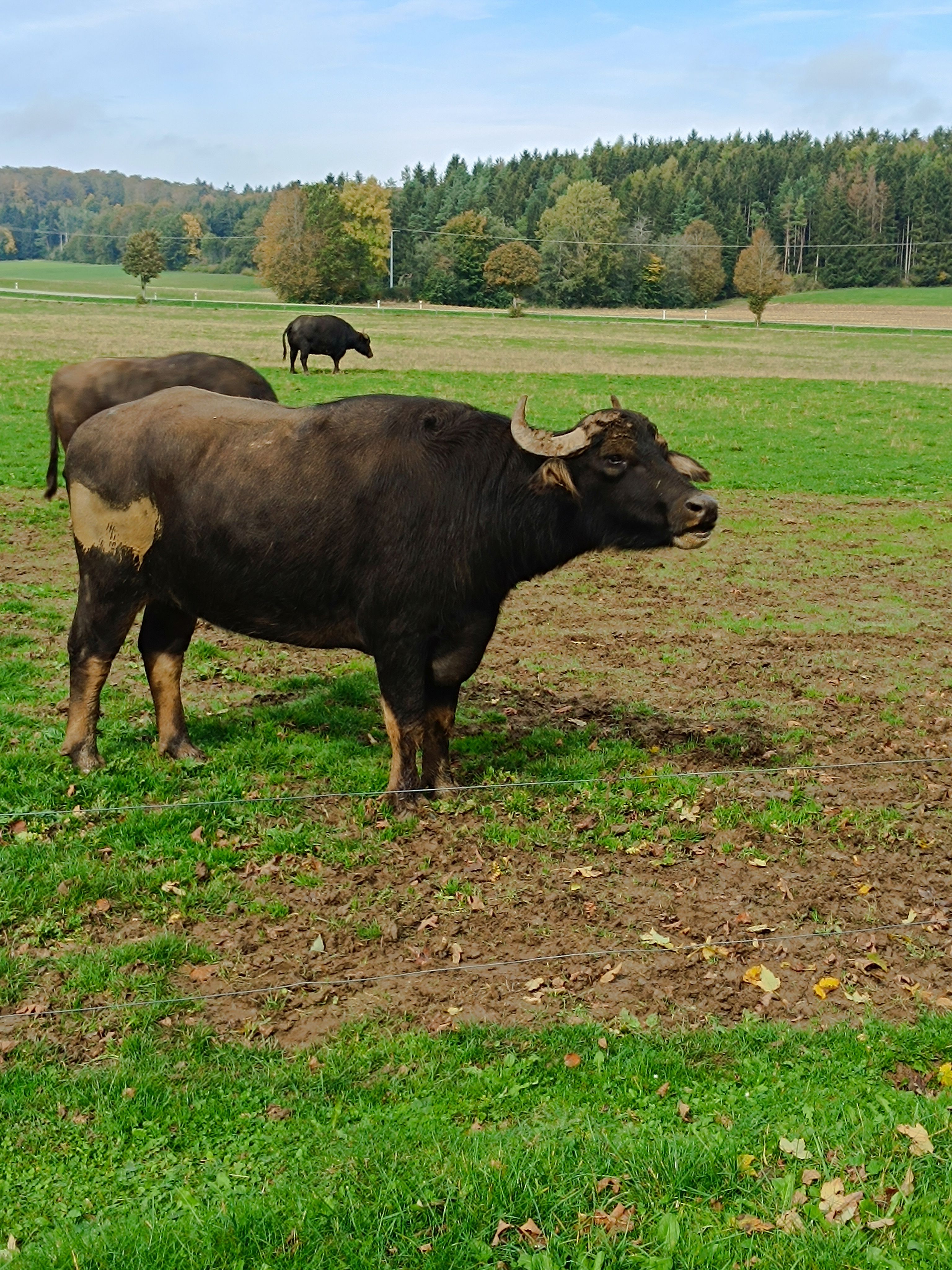 Büffel Büffel auf der Weide