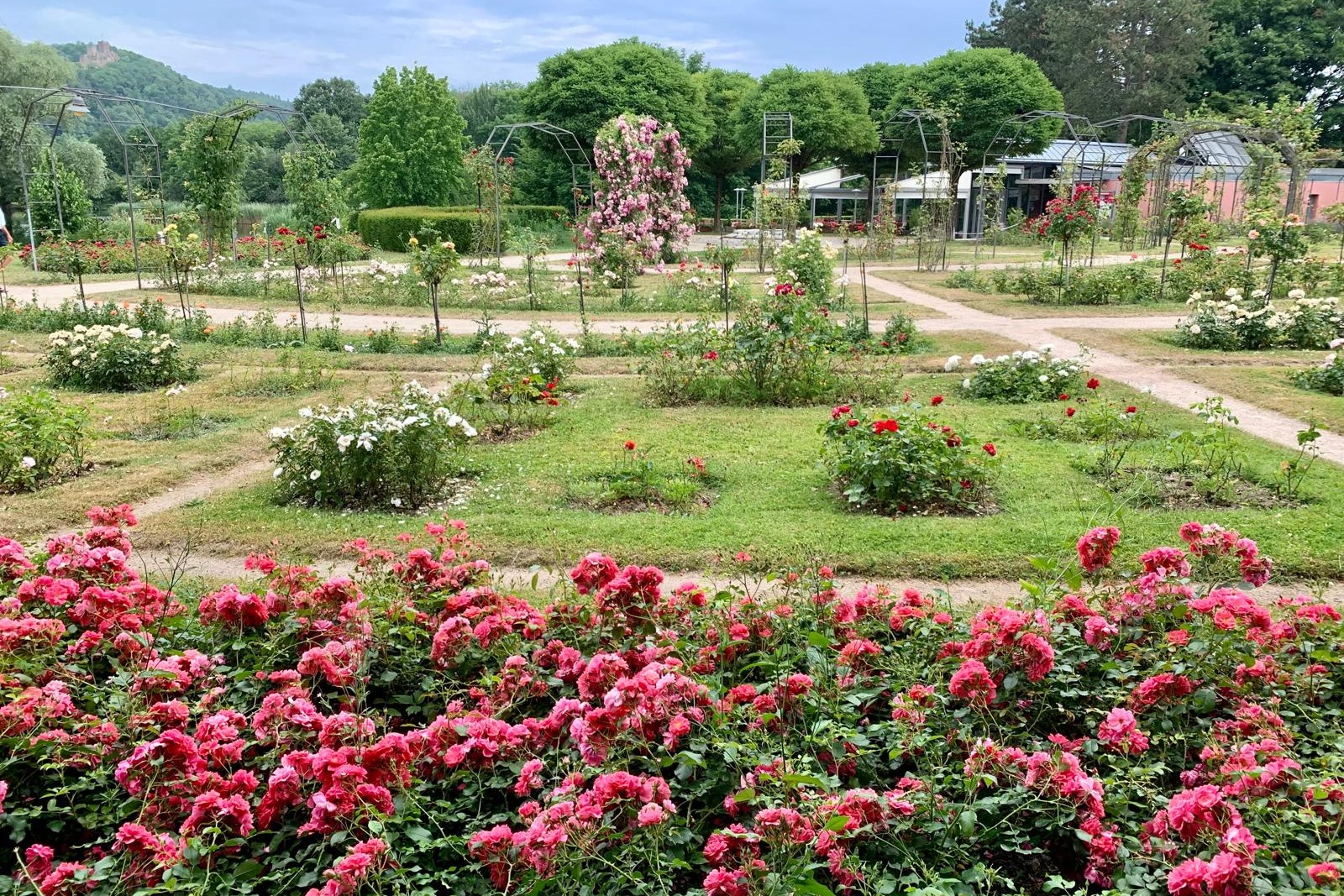 Rosengarten im Grüttpark