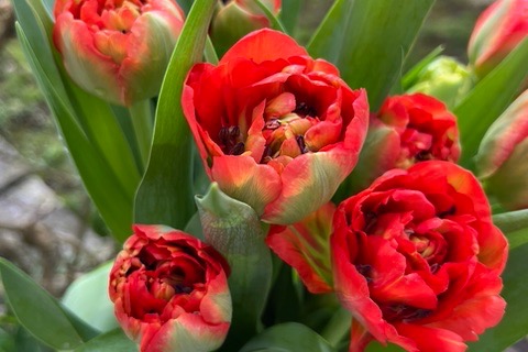 TULPEN