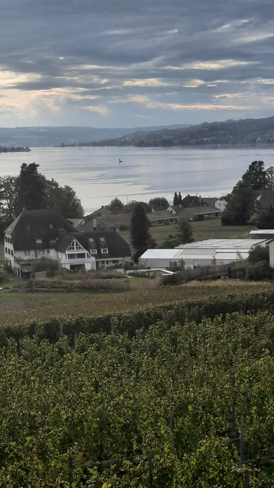 Reichenau Foto von oben