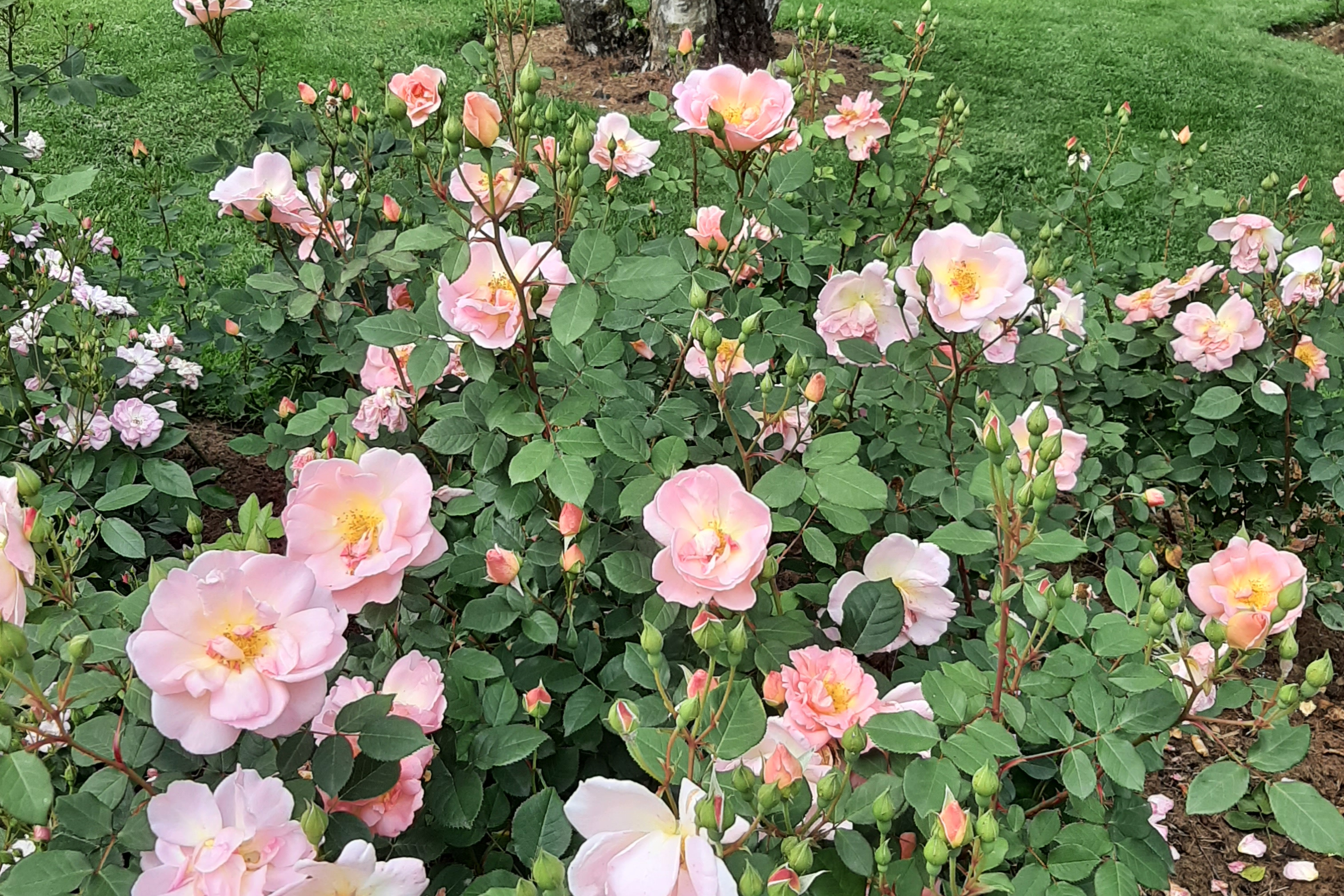 Rosen Rosen