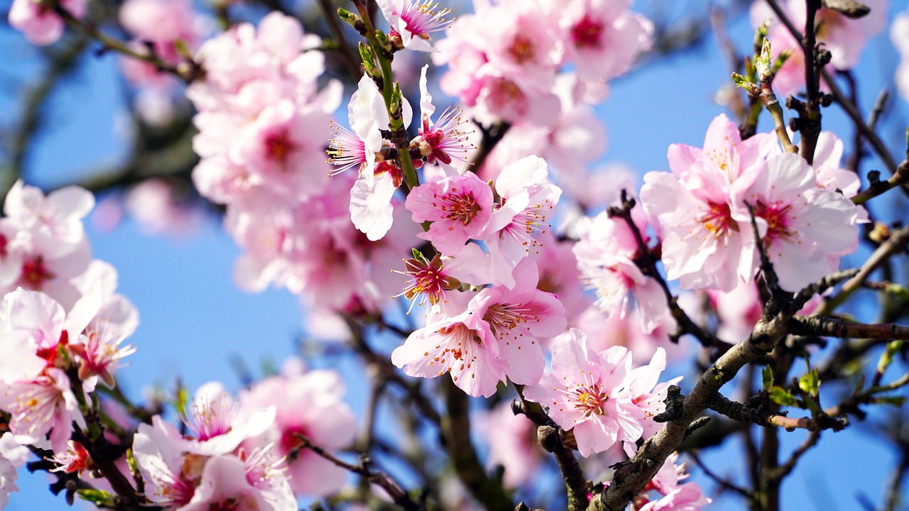 Zweig mit Mandelblüten