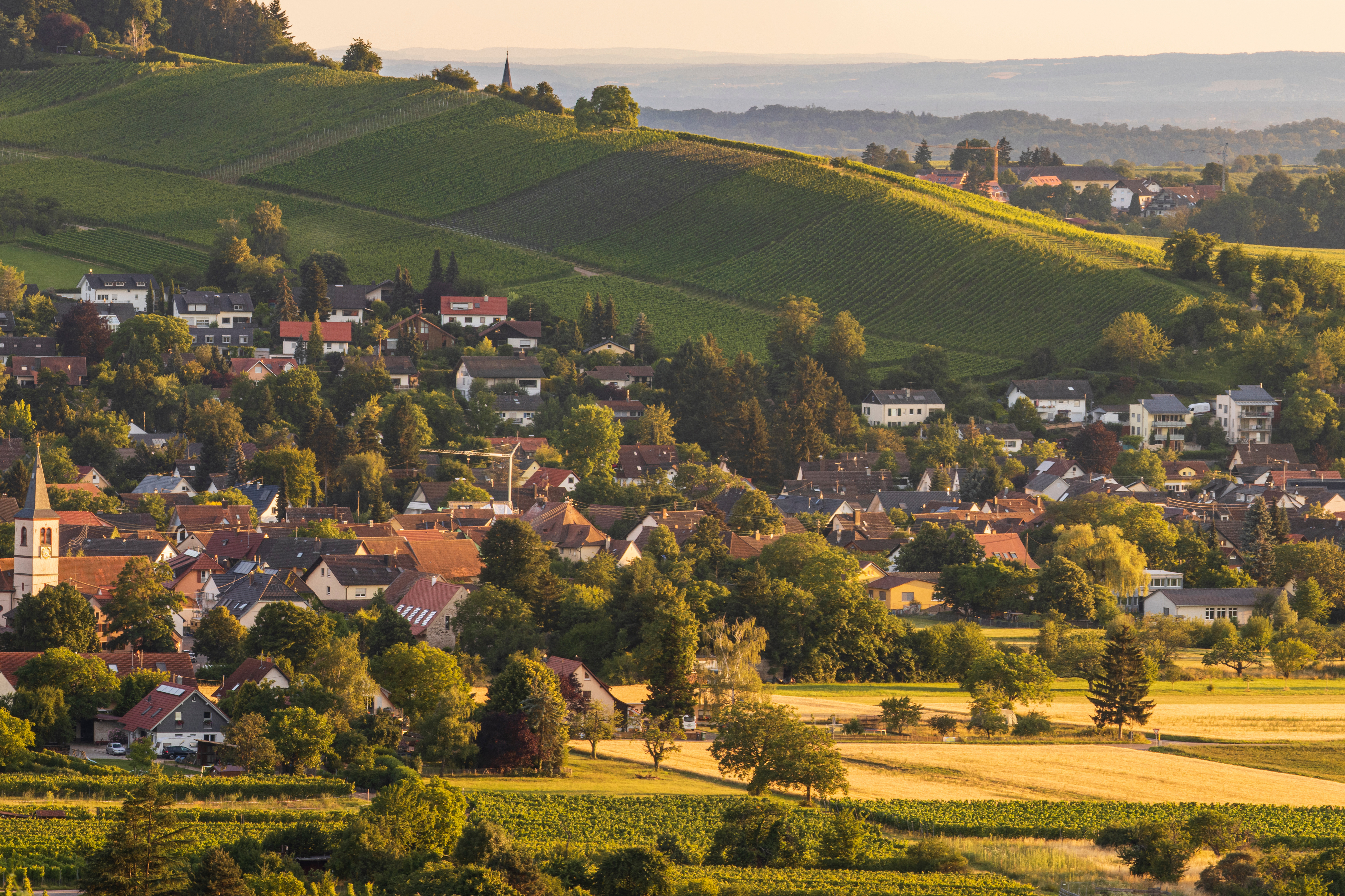 Landschaftsaufnahme, Kirche und ein Dorf im Sonnenuntergang im Vordergrund Weinreben zu sehen