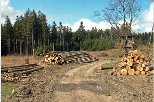 Holzernte heute Darstellung eines Waldstücks, mit eingeschlagenen Baumstämmen