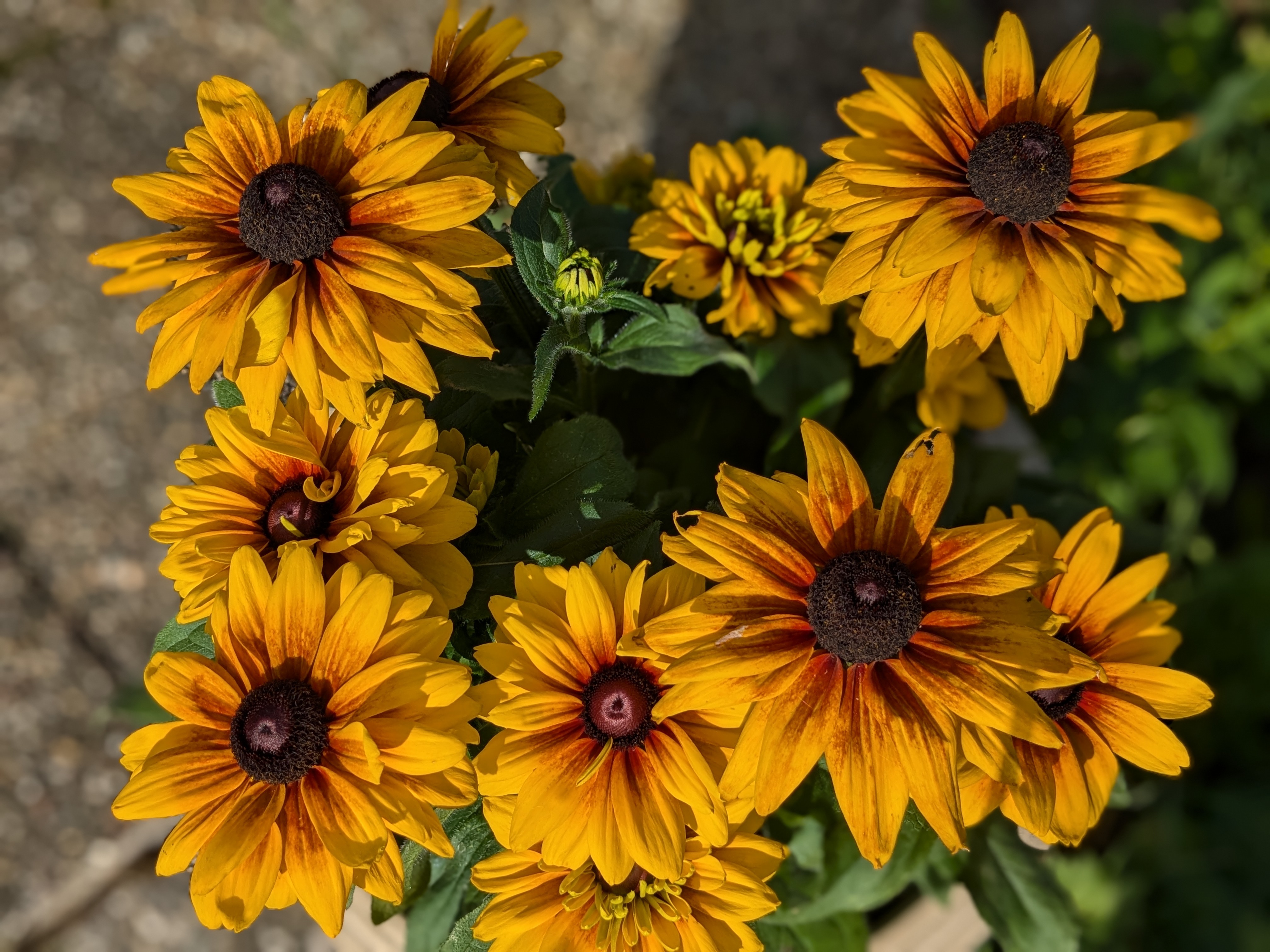 Herbstfest Sonnenhutpflanze