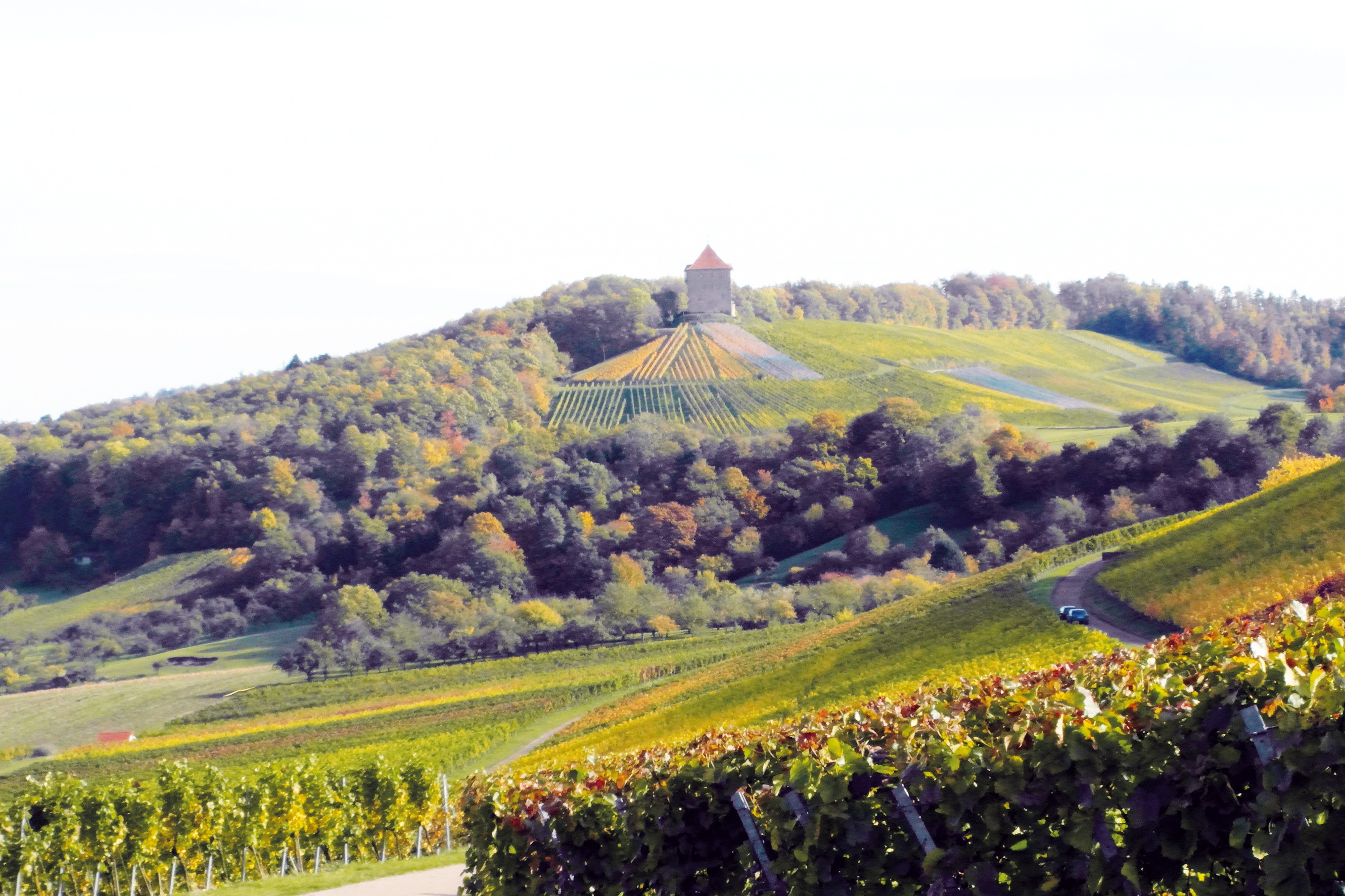 Traubenlese Landschaft mit Weinbergen. Im Hintergrund ein alter Whrturm