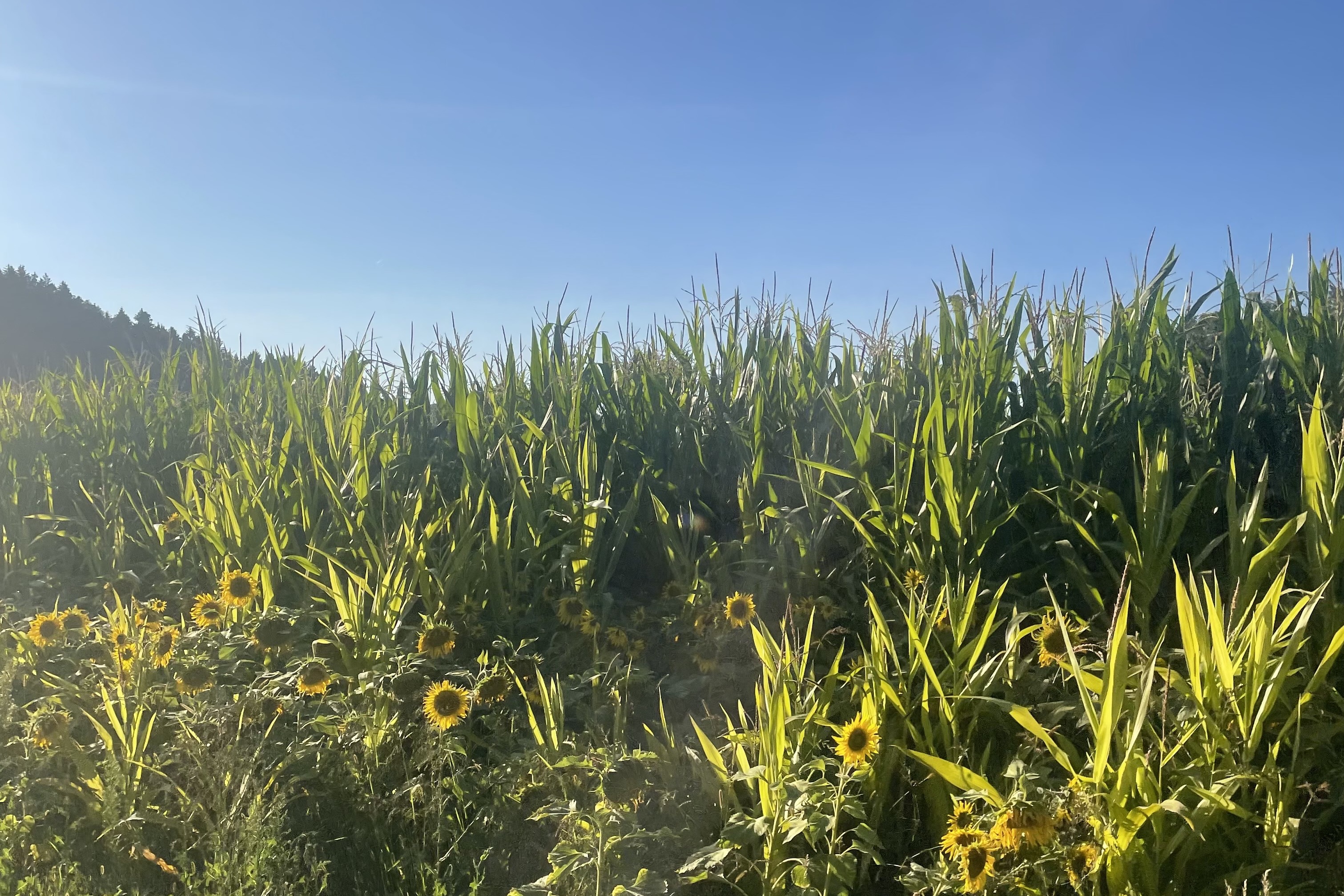 Sonnenblumen am Feldrand vor einem hohen Maisfeld unter blauem Himmel mit leichten Wolken